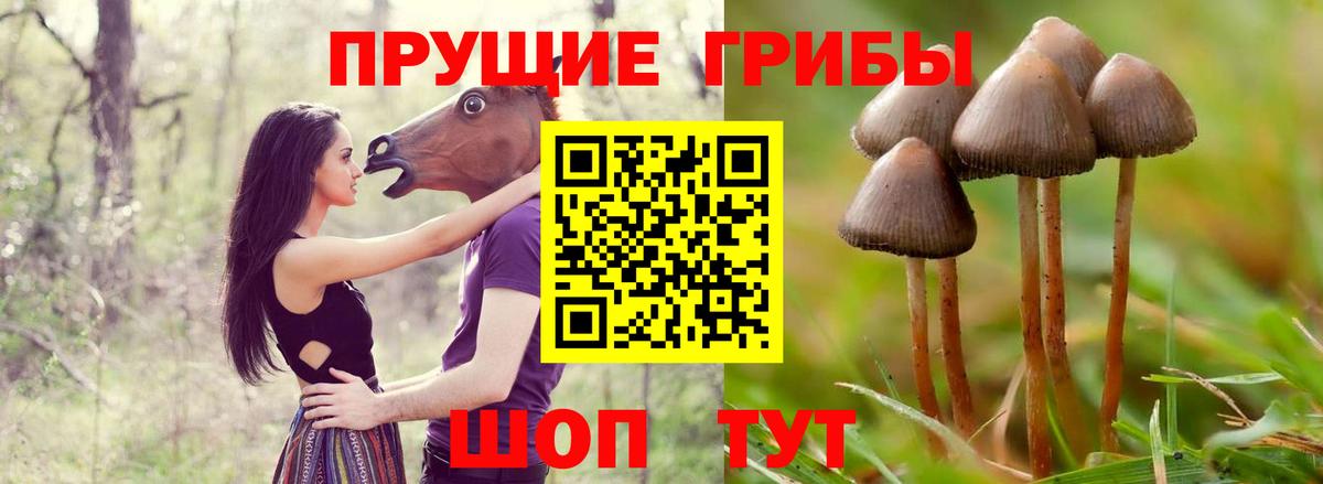 Галлюциногенные грибы прущие грибы Горно-Алтайск